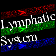 The role of lymphatic fluid flow in development, immunity, cancer metastasis and lymphedema