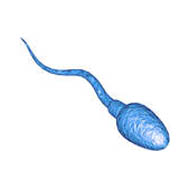 Sperm Motility